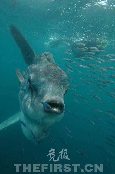 海洋生物有哪些|海洋动物（海洋中异养型生物的总称）